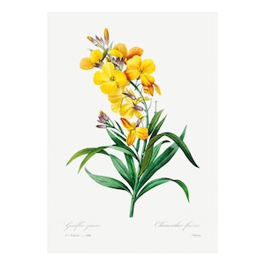 Wallflower - Antique Lithograph - Giclee Print - Framed/Unframed