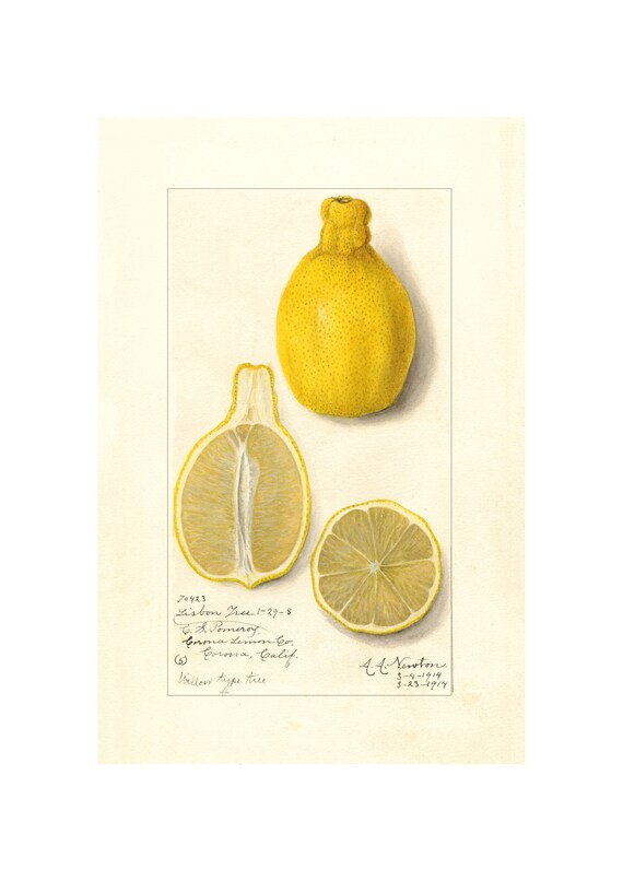 LEMON Antique Lithograph Giclee Print Framed/Unframed | Etsy