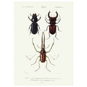 Beetles - 1892 Antique Lithograph by Charles Dessalines D&#39; Orbigny - Giclee Print - Framed/Unframed