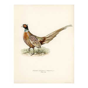 May include: A detailed illustration of a pheasant with brown, white and black feathers. The pheasant has a long tail and a red eye. The illustration is on a cream-coloured background with the text "PHASIANUS COLCHICUS X TORQUATUS" and "Fenn, logg."