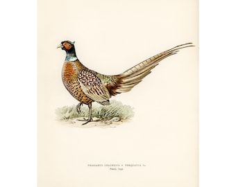 2 x A4 Set Set Pheasant Fight Watercolor Prints Wall Art Pictures Living Room 2 x A4 Set Set Pheasant Fight Watercolor Prints Wall Art Pictures Living Room
