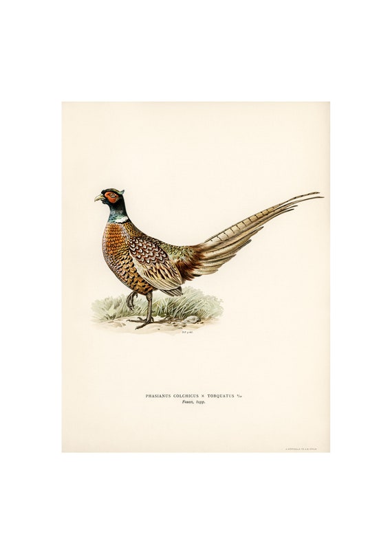Ring-Necked Pheasant Fine Art Print - Antique Lithograph from 1927
