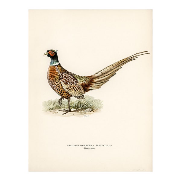 Ring-Necked Pheasant Fine Art Print - Antique Lithograph from 1927 - A3/A4 Framed/Unframed