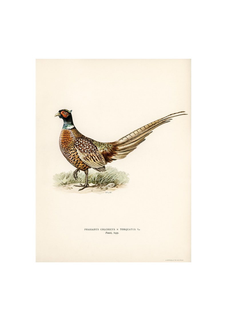 May include: A detailed illustration of a pheasant with brown, white, and black feathers. The pheasant has a long tail and a red eye. The illustration is on a cream-colored background with the text "PHASIANUS COLCHICUS X TORQUATUS" and "Fenn, logg."