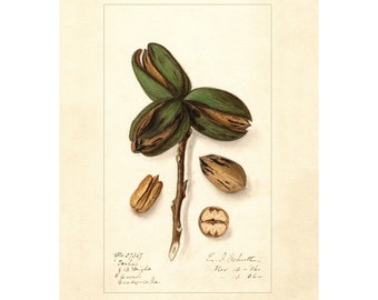 Pomological Watercolor Collection : Pecan (c. 1886-1916) - Giclee Fine Art Print - Framed/Unframed/Canvas