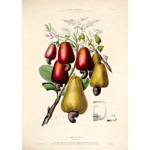 Cashew Nut Old Botanical Fine Art Print - Framed / Unframed