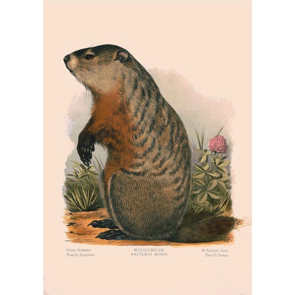 vintage Woodchunk Groundhog Rodent Squirrel Marmot Giclee Art Print