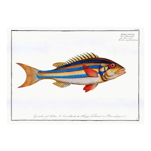 Puede incluir: Una ilustración vintage de un pez rayado con rayas rojas, azules y amarillas. El pez está representado en un estilo realista con escamas y aletas detalladas. La ilustración está enmarcada con un borde negro e incluye texto en alemán.