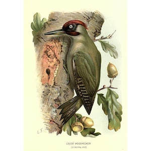 GREEN WOODPECKER - Antique Lithograph - Giclee Print - Framed/Unframed