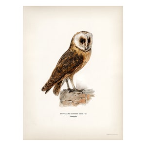 Snowy Owl Fine Art Print - Antique Lithograph from 1927 - A3/A4 Framed/Unframed