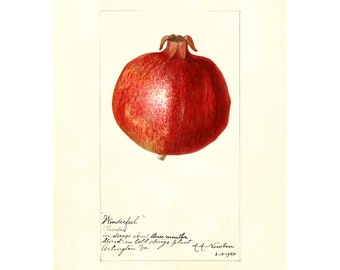 POMEGRANATE - Antique Lithograph - Giclee Print - Framed/Unframed