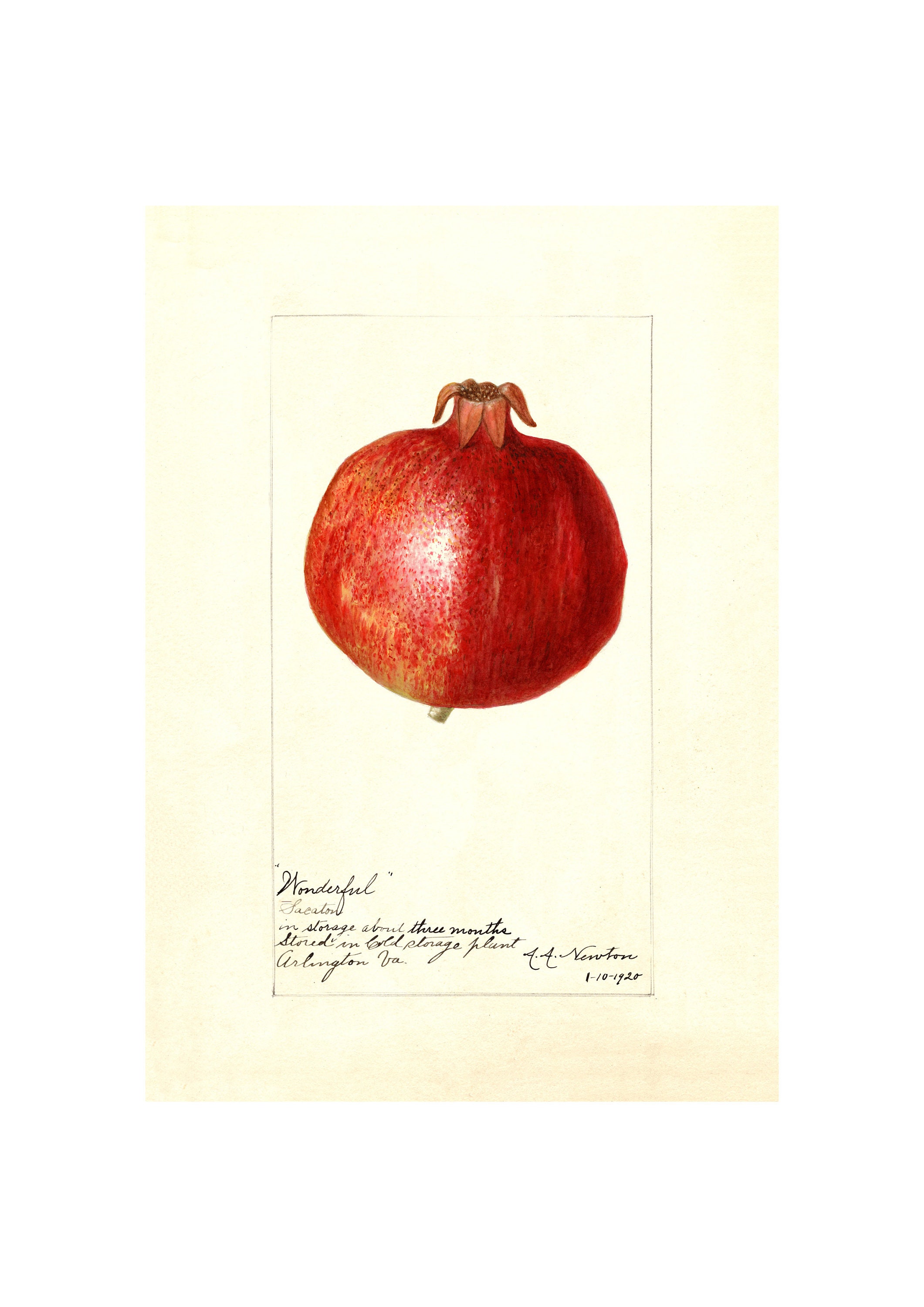 Pomological Watercolor Collection : Pomegranate (c. 1886-1916) - Giclee Fine Art Print - Framed/Unframed/Canvas