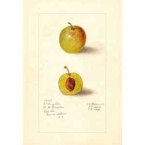 Pomological Watercolor Collection : Plums (c. 1886-1916) - Giclee Fine Art Print - Framed/Unframed/Canvas