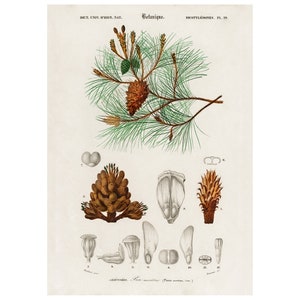 Puede incluir: Una ilustración botánica de un pino marítimo, Pinus maritima, con dibujos detallados de las piñas, las agujas y las semillas. La ilustración es de un libro antiguo y presenta una etiqueta de clasificación científica.