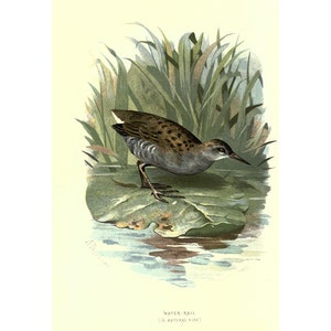 WASSERSCHIENE - Antike Lithographie - Giclee Print - gerahmt/ungerahmt