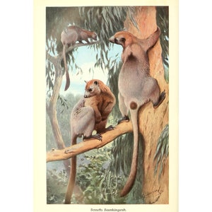 BENNETT'S TREE-KANGAROO - Antique Lithograph by Alfred Brehm - Giclee Print - Framed/Unframed