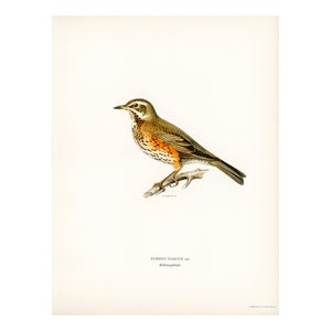 Ardilla, Pájaros, Avellana - Giclee Print - L&#39;Animal Dans la Decoration, Lámina 60 - Maurice Pillard Verneuil, 1897 - Enmarcado/Sin marco/Lienzo