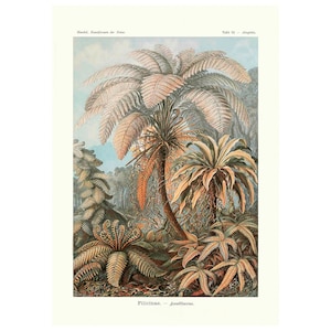 Ernst Haeckel - Formas de arte en la naturaleza: Filicinae Laubfarne (1904) - Impresión artística Giclée - Enmarcada/Sin marco/Lienzo