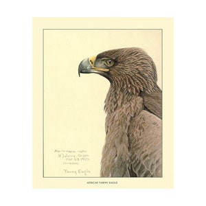 Álbum de aves y mamíferos abisinios: águila leonada africana (década de 1920) - Impresión artística Giclée - Enmarcada/Sin marco/Lienzo