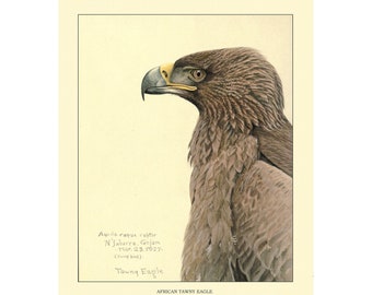 AFRICAN TAWNY EAGLE Vintage Giclee Print - A4/A3 Framed/Unframed