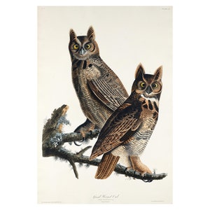 Great Horned Owl - Antique Lithograph - Giclee Print - Framed/Unframed