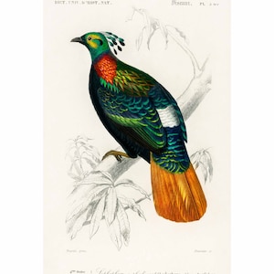 Himalayan monal - Vintage Print by Charles Dessalines D&#39; Orbigny - A2/A3/A4 Framed/Unframed