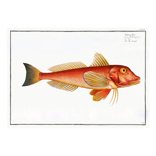 Red Gurnard - Antique Lithograph - Giclee Print - Framed/Unframed