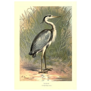 HERON - Antike Lithographie - Giclée-Druck - Gerahmt / Ungerahmt