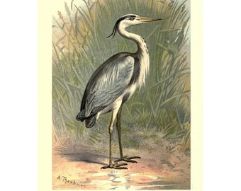 May include: A detailed illustration of a grey heron standing in a marsh. The bird has a long neck, long legs, and a long, pointed beak. The heron is surrounded by tall green reeds. The illustration is signed "A Thorburn" and labeled "HERON (1/4 natural size)".