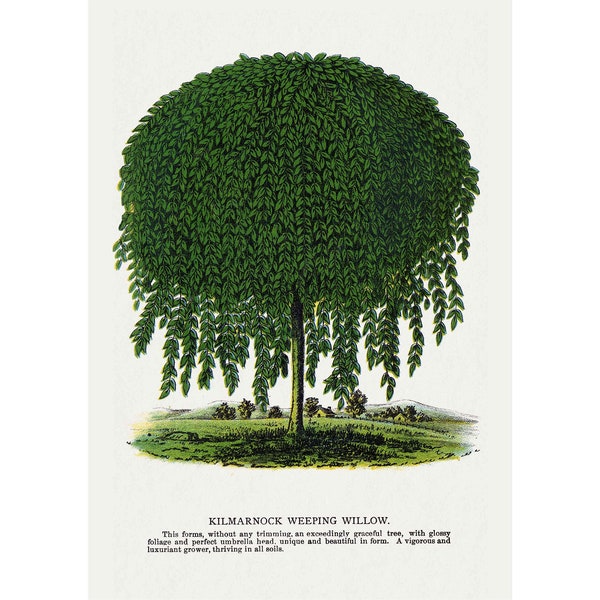 Kilmarnock Weeping Willow Tree Botany Plant Livingroom Art Giclee Vintage Art Print - Framed/Unframed