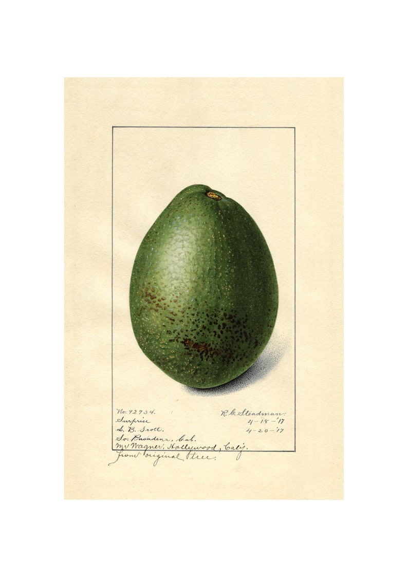 Download Fruits Vintage Print A4a3 Framedunframed Avocado Art Collectibles Digital Prints Vadel Com