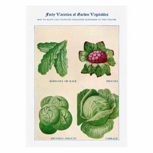 Brocoli, Kale, Cabbage, Brussels Vintage Giclee Print - Framed/Unframed