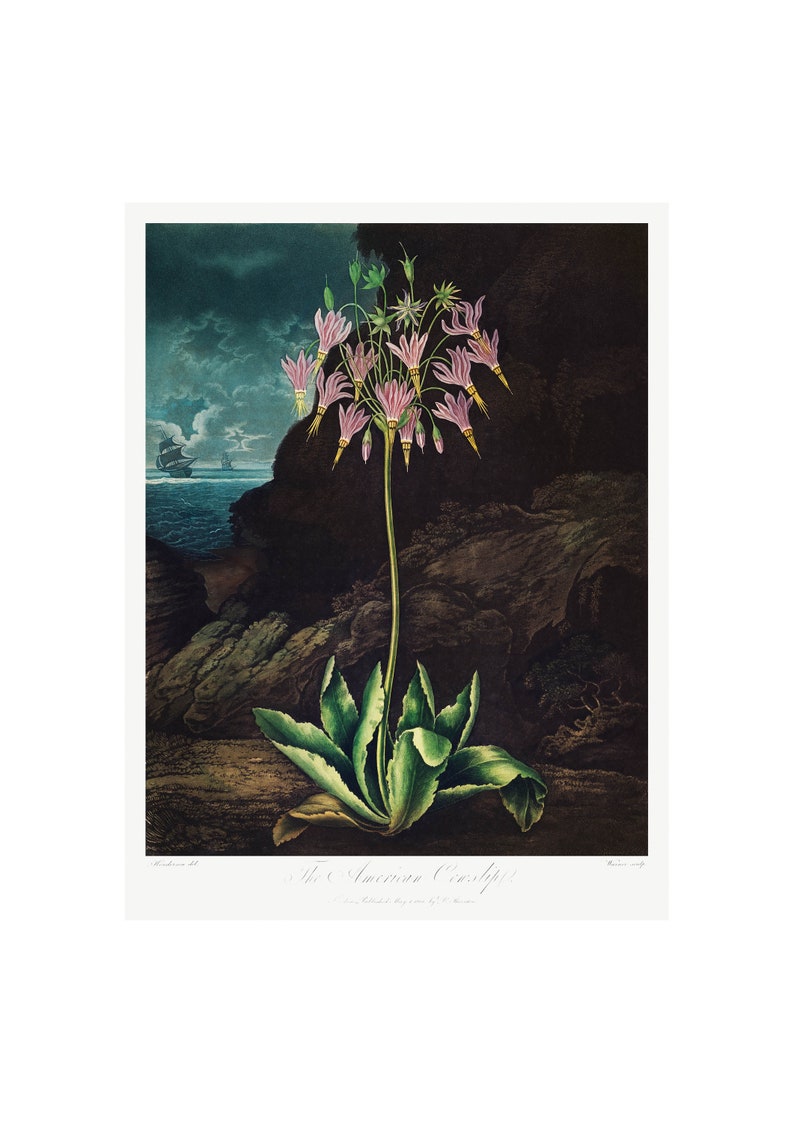 THE COWSLIP PRINT A4A3 FramedUnframed Vintage Lithography from 1807