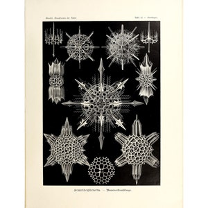 Ernst Haeckel - Art Forms in Nature : Acanthophracta (1904) - Giclee Fine Art Print- Framed/Unframed/Canvas