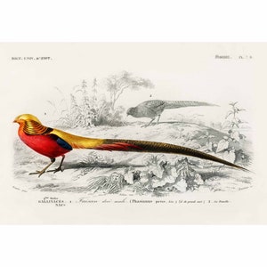 Pheasants - Vintage Print by Charles Dessalines D&#39; Orbigny - A2/A3/A4 Framed/Unframed