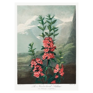 KALMIA - Litografia antiga de Robert Thornton (1807) - Emoldurada/Sem moldura