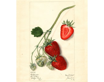 Pomological Watercolor Collection : Strawberry (c. 1886-1916) - Giclee Fine Art Print - Framed/Unframed/Canvas