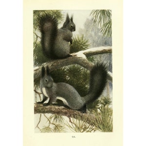 GREY SQUIRREL - Antique Lithograph by Alfred Brehm - Giclee Print - Framed/Unframed