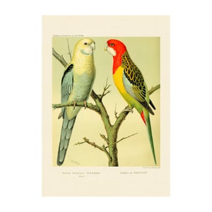 ROSELLA PARAKEET PPRINT - Antique lithograph from 1880 - A4/A3 Framed/Unframed
