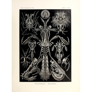 Ernst Haeckel - Art Forms in Nature : Thoracostraca - Panzerkrebse (1904) - Giclee Fine Art Print- Framed/Unframed/Canvas