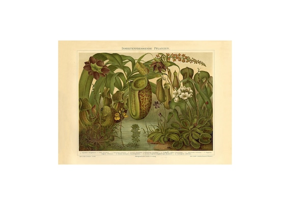 Insect Eating Plant Fine Art Print - Antique Lithograph - Framed/Unframed