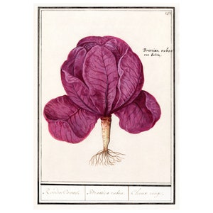 Red Cabbage - Antique Lithograph - Giclee Print - Framed/Unframed