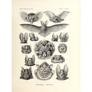 Ernst Haeckel - Formas de arte en la naturaleza: Quiroptera - Fledertiere (1904) - Impresión giclée de bellas artes - Enmarcada/Sin marco/Lienzo