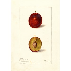 Pomological Watercolor Collection : Plums (c. 1886-1916) - Giclee Fine Art Print - Framed/Unframed/Canvas