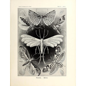 Ernst Haeckel - Art Forms in Nature : Tineida - Moths (1904) - Giclee Fine Art Print- Framed/Unframed/Canvas