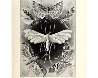 Moths - Lithographie antique par Ernst Haeckel - Giclee Print - Encadré/Non encadré/Toile