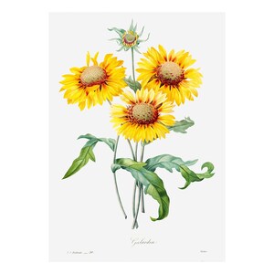 Blanketflower - Antique Lithograph - Giclee Print - Framed/Unframed