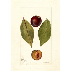 Pomological Watercolor Collection : Plums (c. 1886-1916) - Giclee Fine Art Print - Framed/Unframed/Canvas