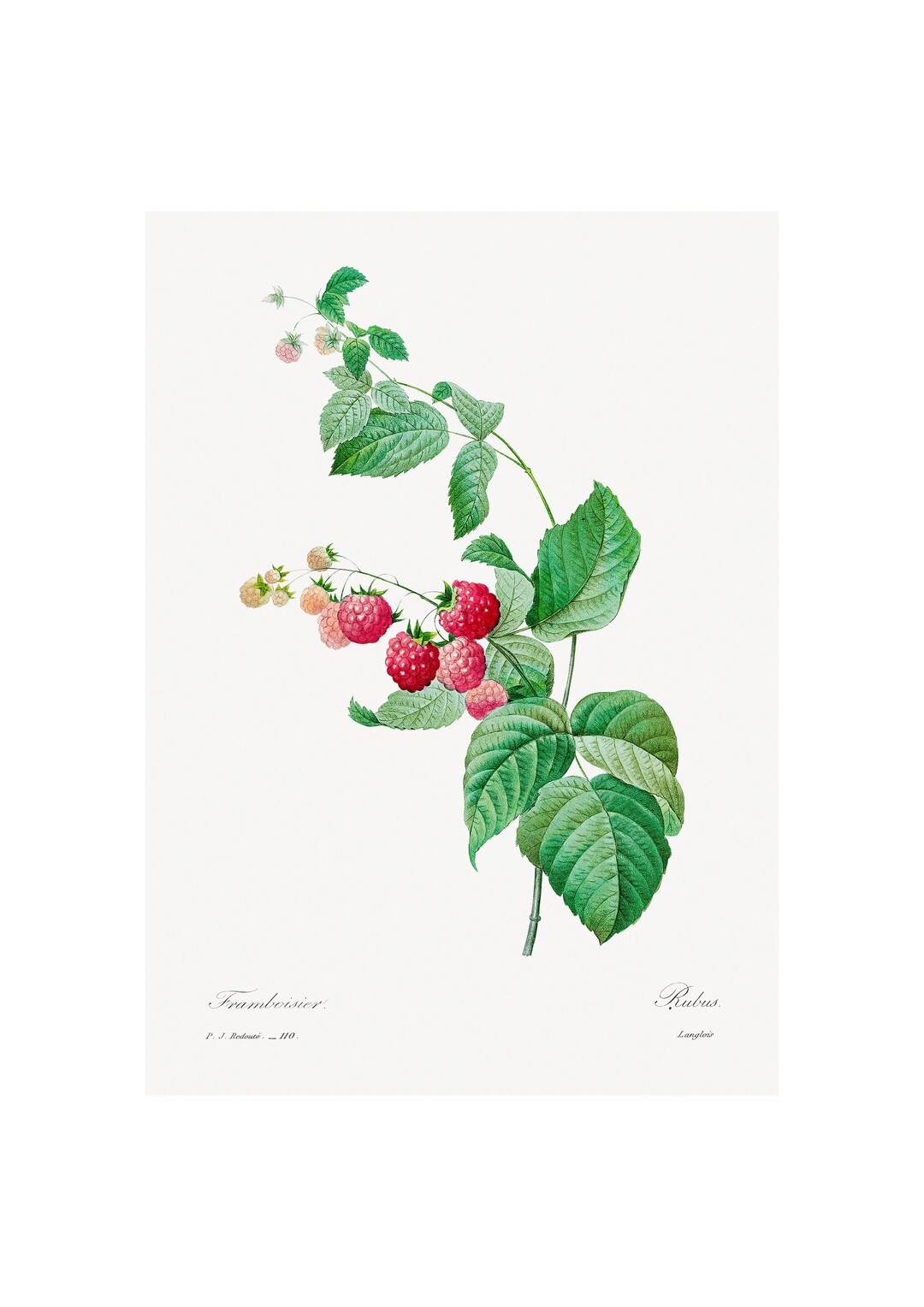 Raspberries Fine Art Print - Vintage Lithograph From 1833 - Framed ...