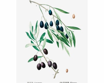 Olive Giclee Print - A5/A4/A3 - Framed/Unframed